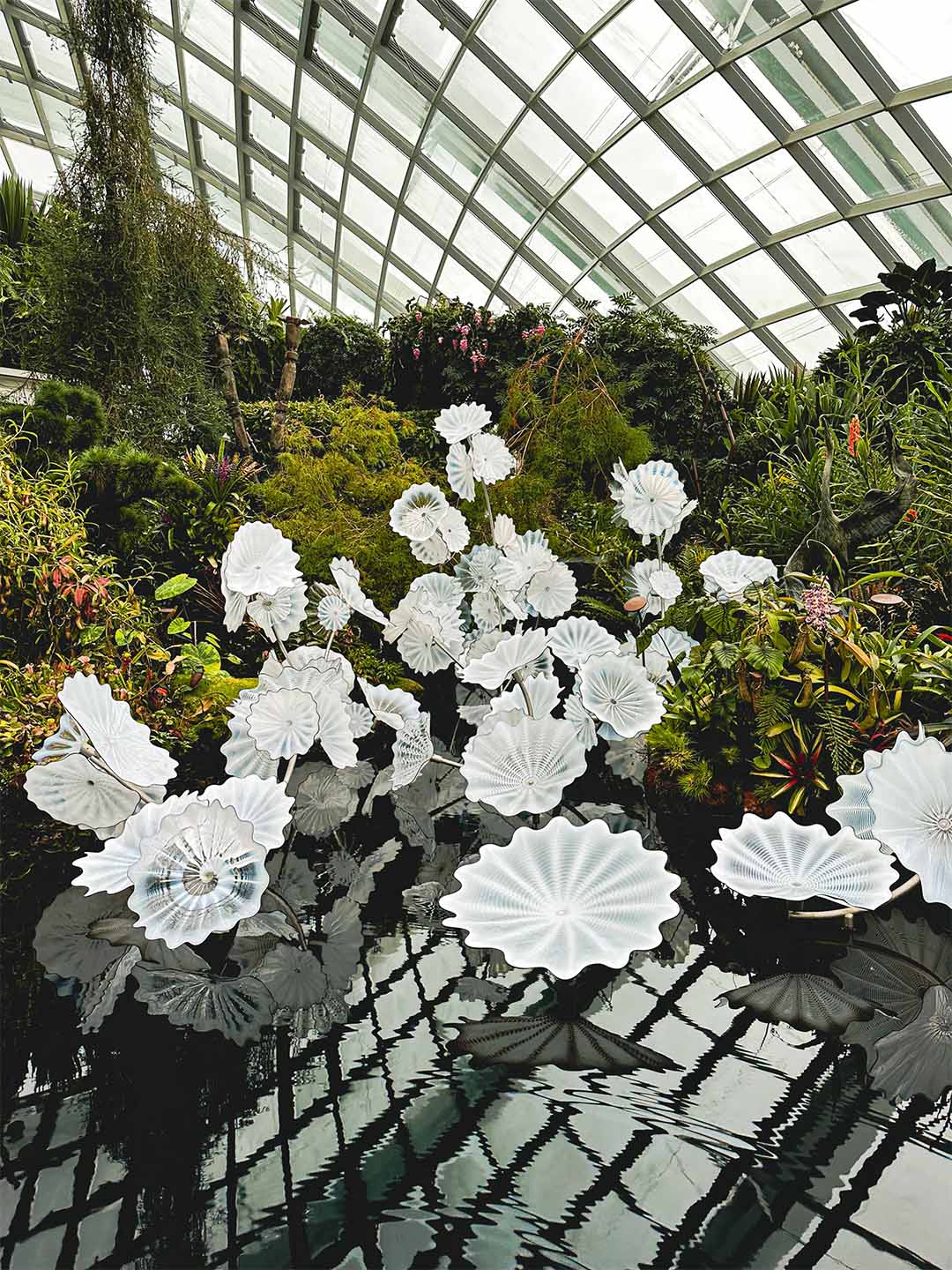 位於濱海灣金沙附近的濱海灣花園，池面上漂浮著朵朵白花