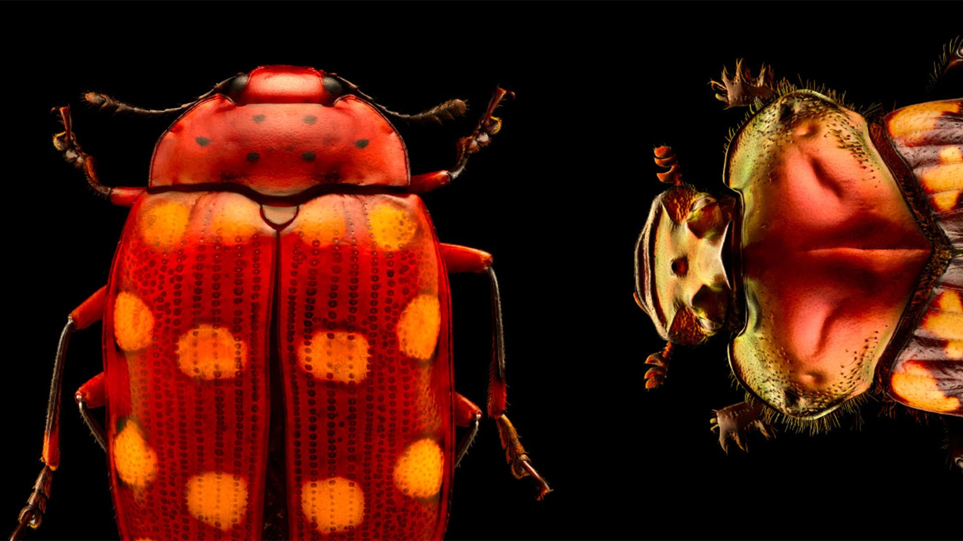 《Insects:  Microsculptures Magnified》，週末在新加坡可參觀的新展覽