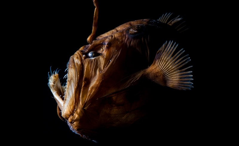 Virtual Tour: Ocean Life