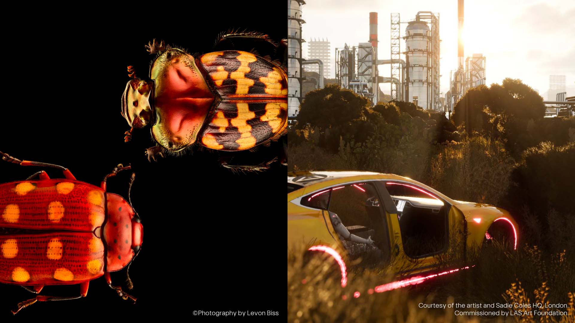 Forms of Life: Beyond the Human