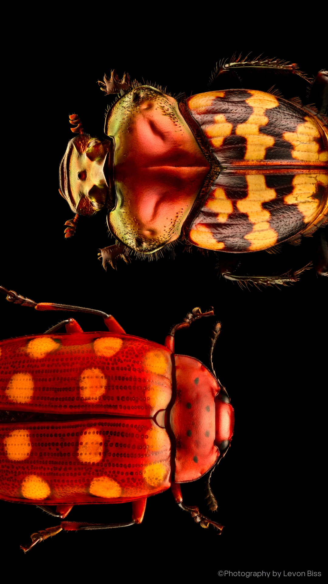 Insects: Microsculptures Magnified