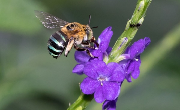 新加坡的蜜蜂種類