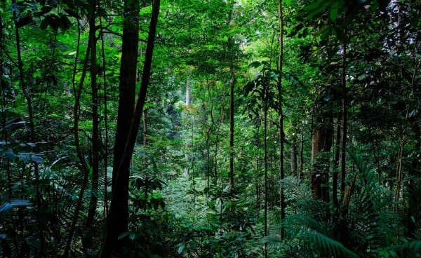 新加坡的森林