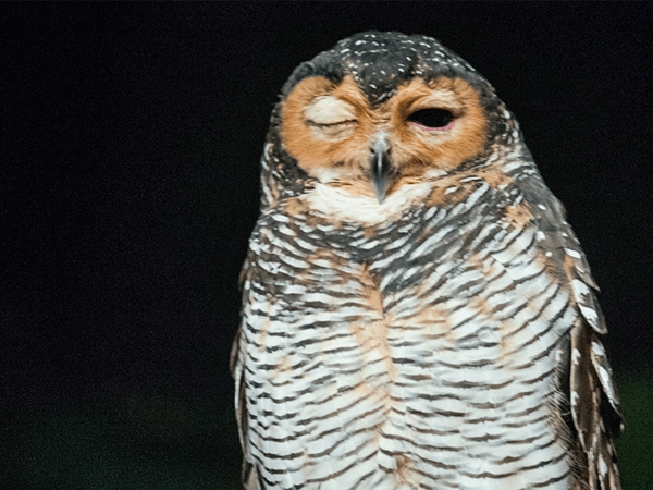 新加坡裕廊飛禽公園