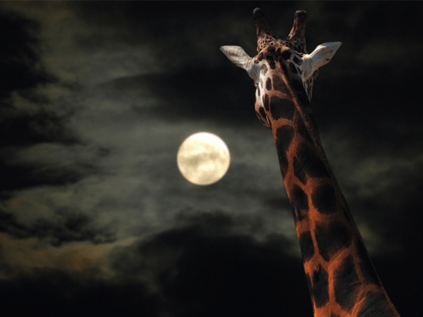 新加坡夜間野生動物園