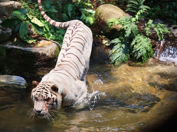 新加坡的野生動物
