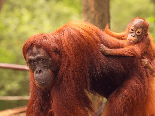 新加坡動物園攻略