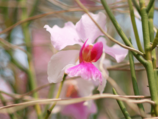 蘭花: 新加坡國花