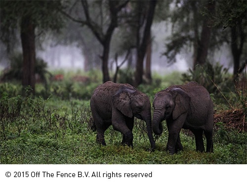 《非洲的野生王國重生》(Africa's Wild Kingdom Reborn)
