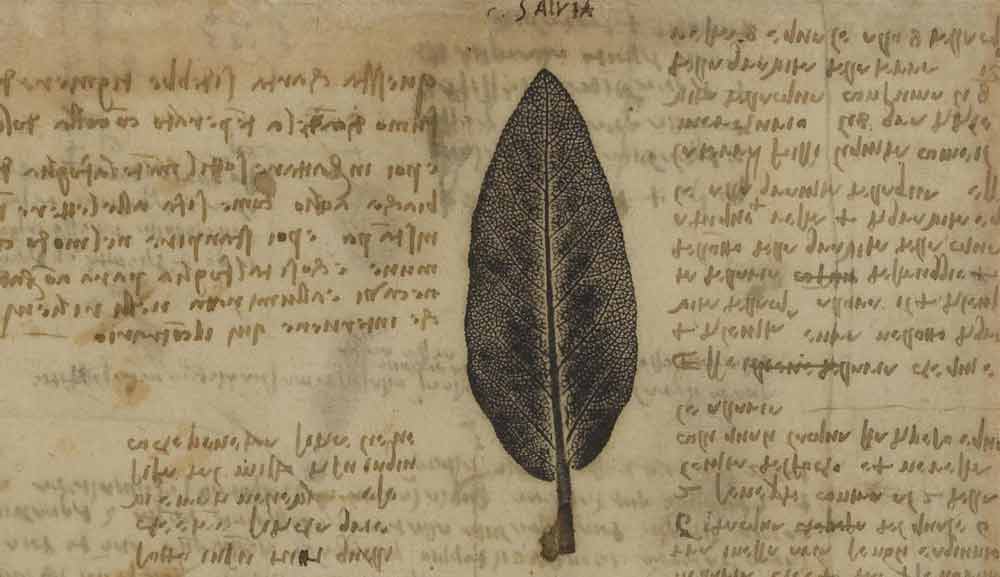 鼠尾草葉，創作於 1508 年—達文西《大西洋手稿》(Codex Atlanticus) 10 F.197 左頁