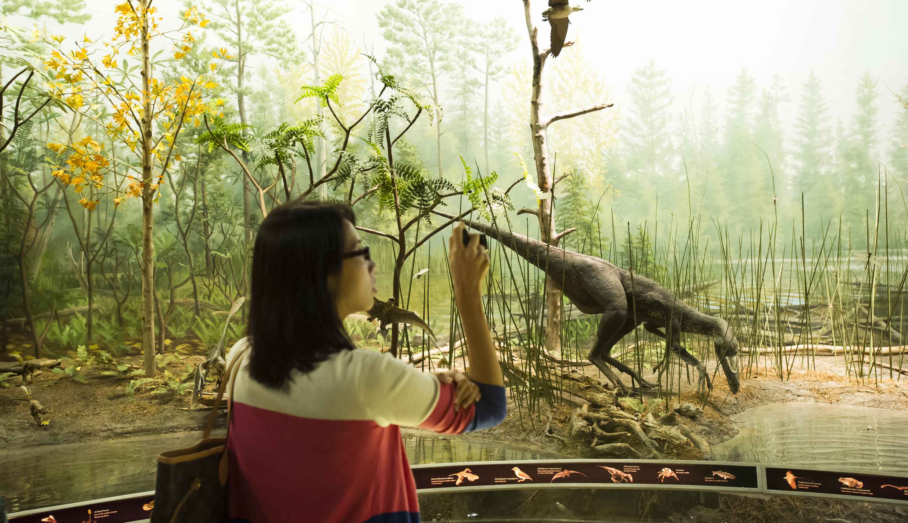恐龍時代： 由孕育到絕種的展覽