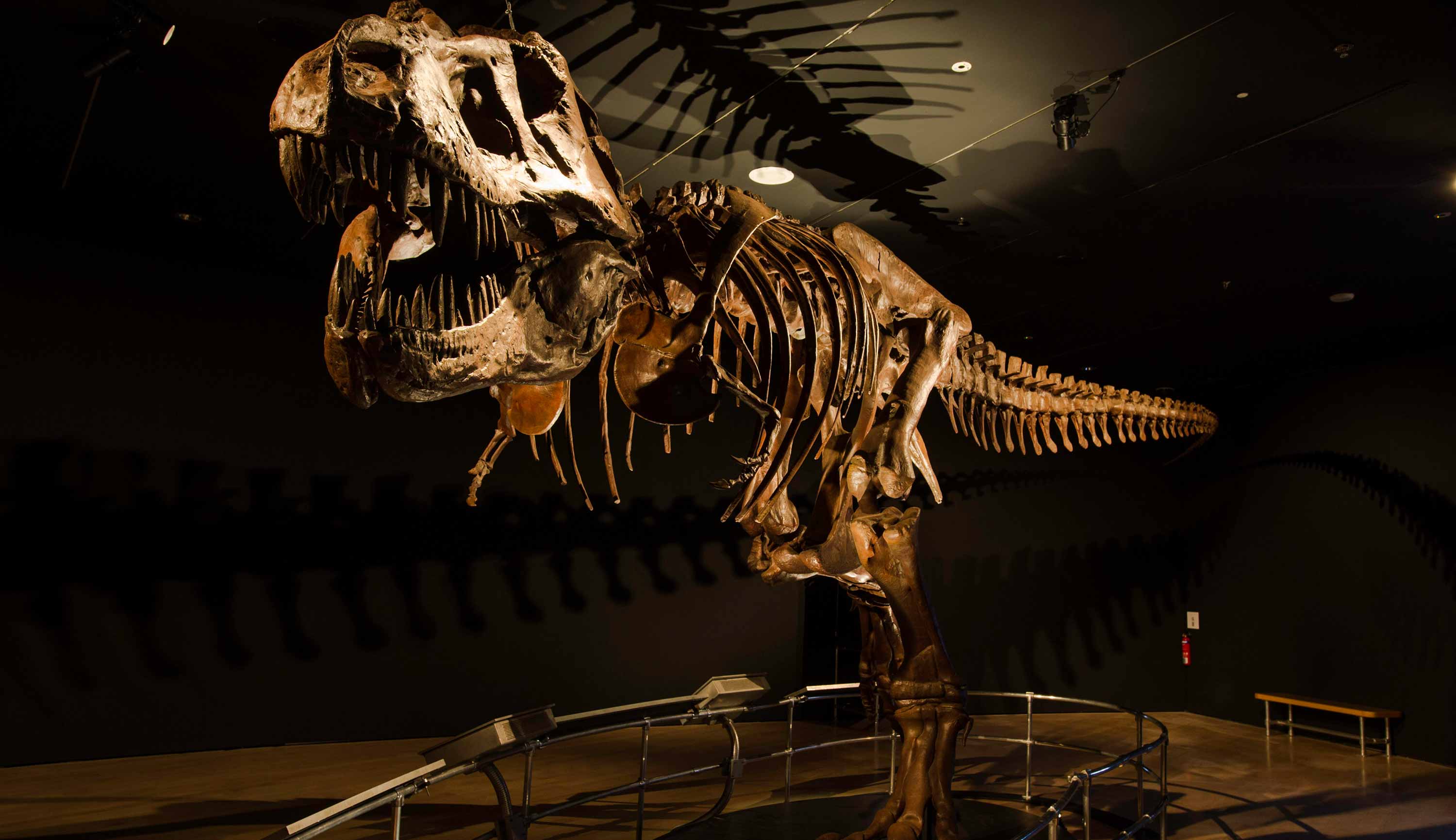 恐龍時代：由孕育到絕種展覽