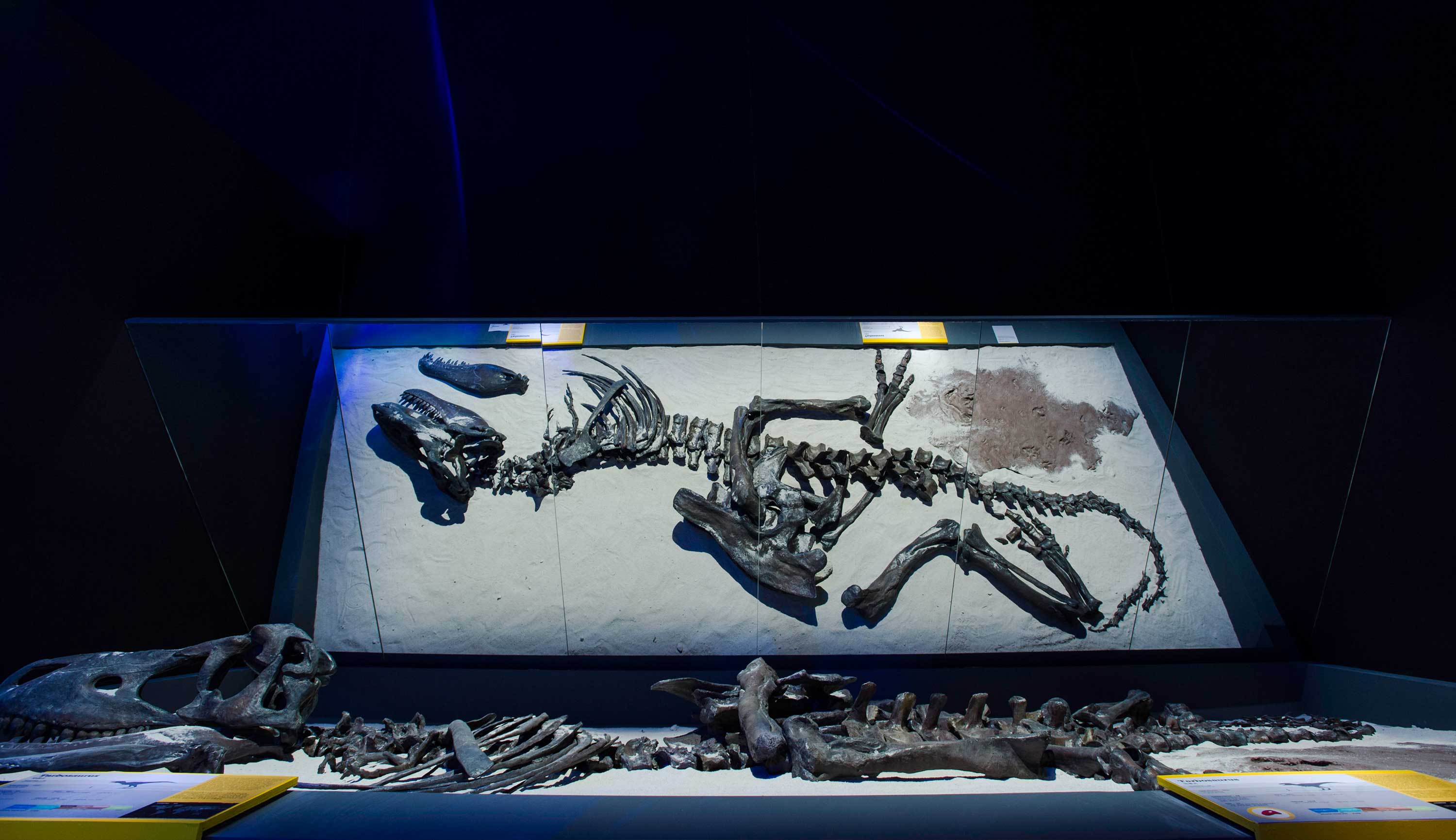 恐龍時代：由孕育到絕種展覽