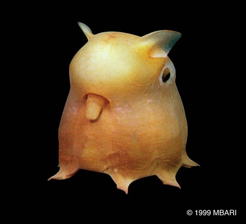 深海奇珍 — 煙灰蛸 （小飛象章魚）