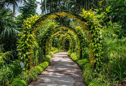 新加坡植物園攻略