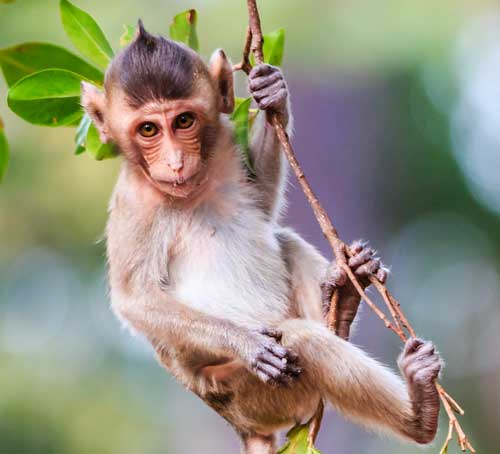 新加坡原始森林中的猴子