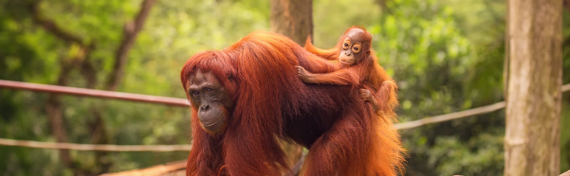 新加坡夜間野生動物園攻略