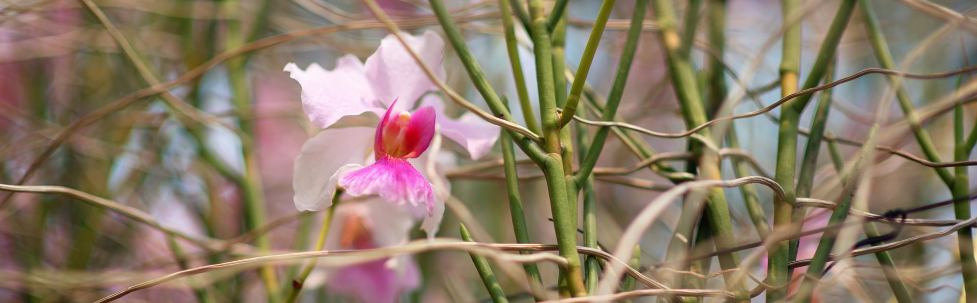 新加坡國花-蘭花