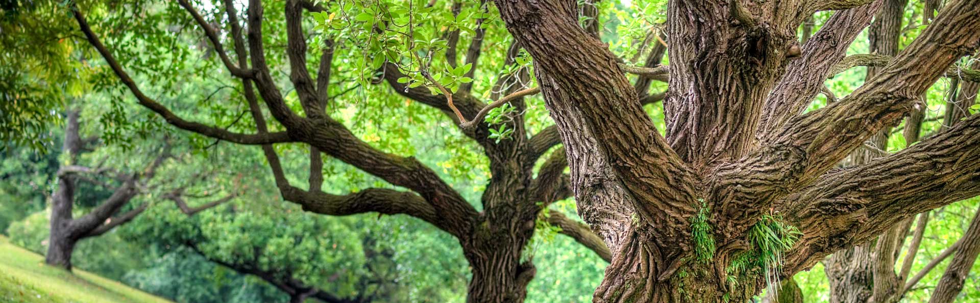 新加坡的花草樹木