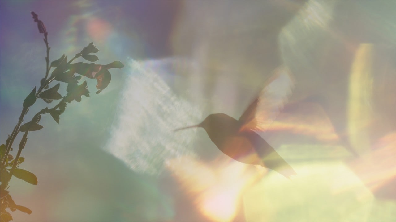 Sustainability Futures Film Festival 2025