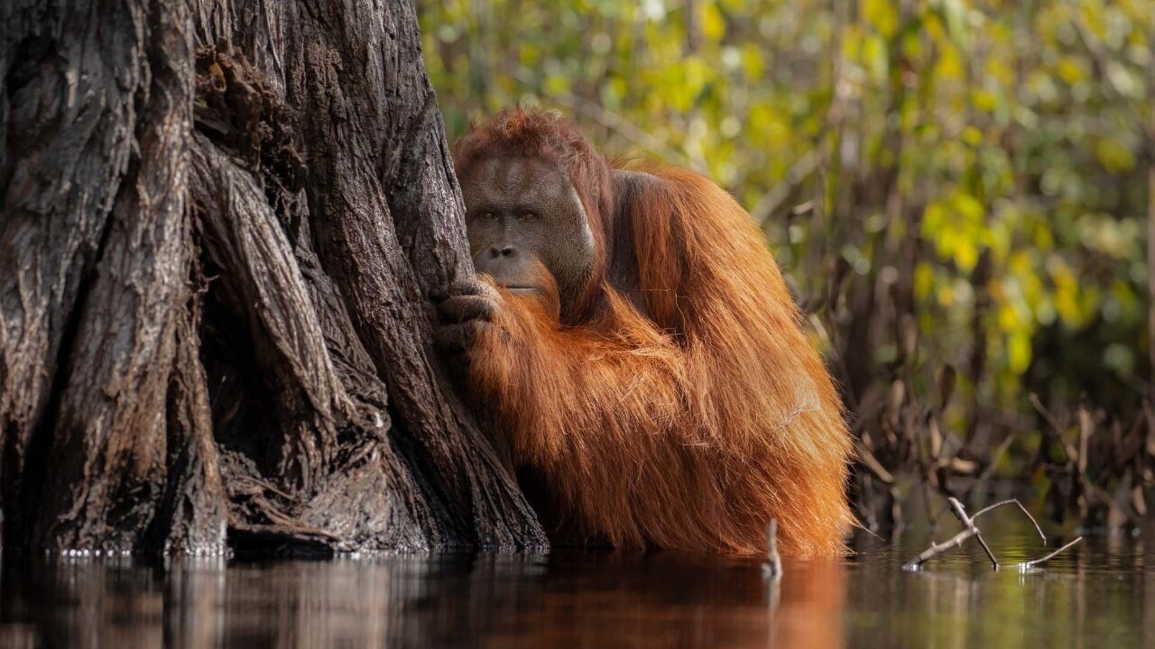 Orang utan hiding behind tree