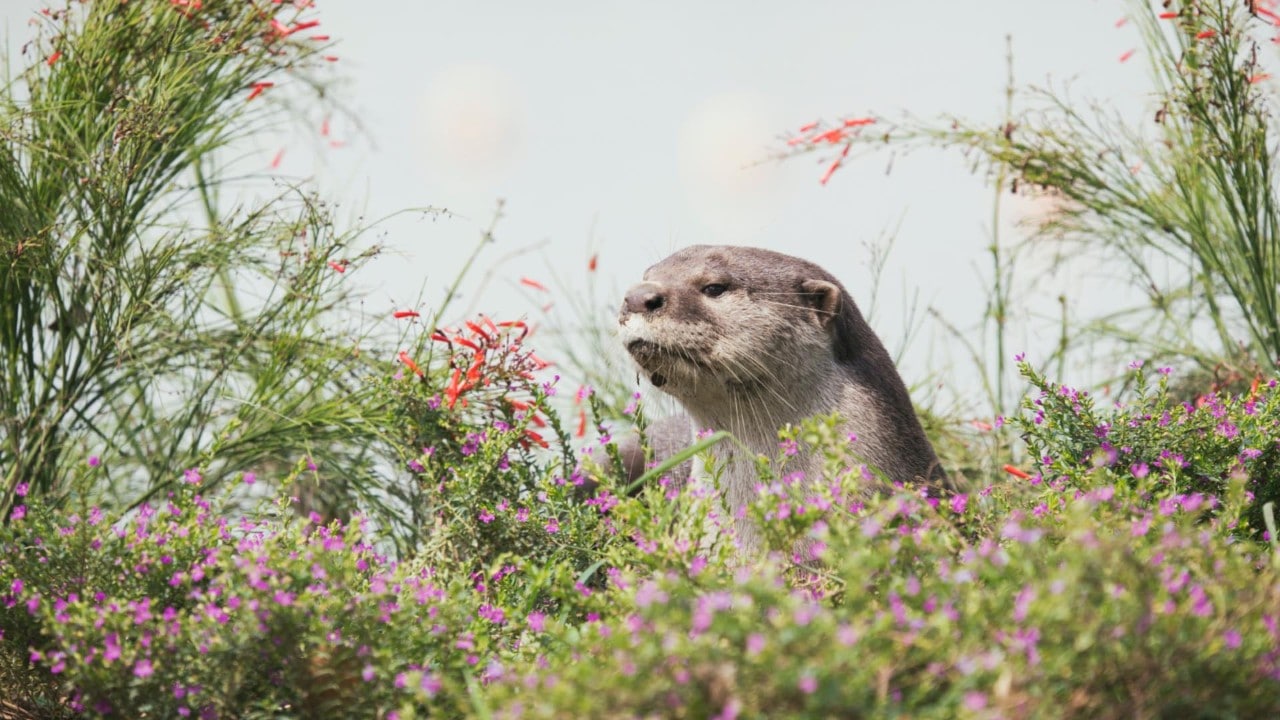 Otter in Marina Bay, Singapore